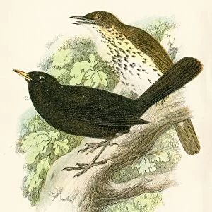 Blacbird and thrush bird engraving 1896
