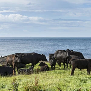 Black Aberdeen Angus cattle grazing on a pasture on the north coast of Scotland, Caithness, Scotland, United Kingdom, Europe