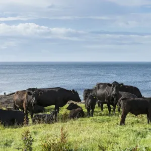Black Angus Cattle Print Black Angus Cattle Print
