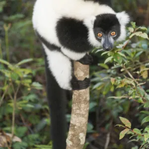 Black-and-white Ruffed Lemur -Varecia variegata-, clinging to a thin tree trunk, Vakona Park, Madagascar