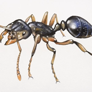 Black ant, close up
