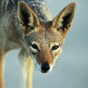 Black backed jackal (Canis mesomelas), close-up Black backed jackal (Canis mesomelas), close-up