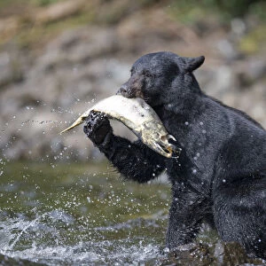 Black Bear and Chum Salmon, Alaska