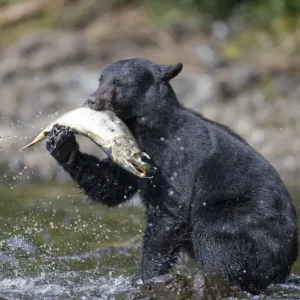 Black Bear and Chum Salmon, Alaska Black Bear and Chum Salmon, Alaska