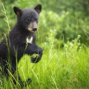Black Bear Cub Black Bear Cub