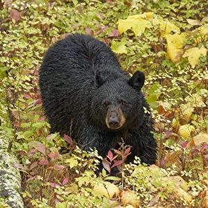 Black Bear (Ursus americanus) in autumn foliage, Yellowstone National Park, Montana, Wyoming, USA