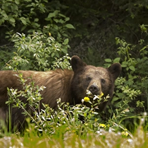 Black Bear (Ursus Americanus) In Prince Albert National Park