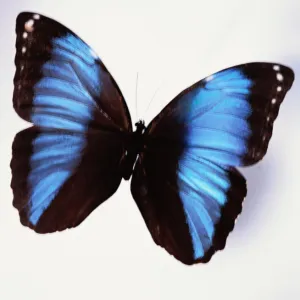 Black and Blue Butterfly