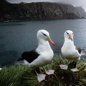 Black-Browed Albatross (Diomedea Melanophris) Pair on Cliff