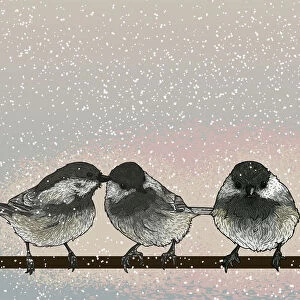 Black-capped Chickadees on a Wire on a Snowy Day