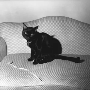 Black and White Print of Cat on Sofa Black and White Print of Cat on Sofa