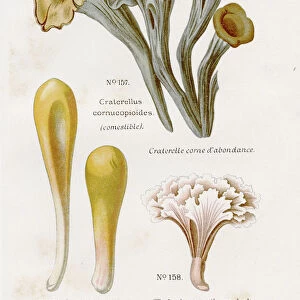 Black chanterelle mushrooms 1891