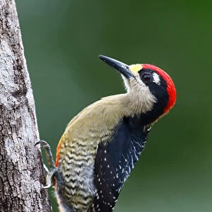 Black-cheeked woodpecker (Melanerpes pucherani) Costa Rica