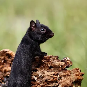 Black chipmunk