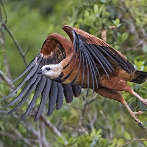Black collared hawk starting to flight