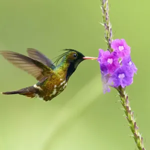 Black-crested Coquette (Lophornis helenae)