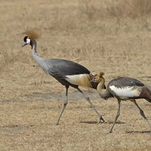Black Crowned Cranes -Balearica pavonina- in the Ngorongoro Crater, Ngorongoro Conservation Area, Tanzania
