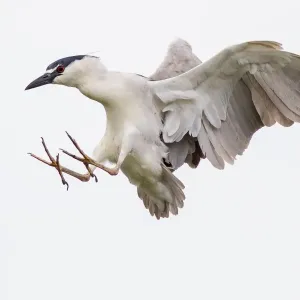Black crowned night heron Black crowned night heron