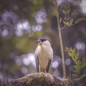 Black-crowned night heron Black-crowned night heron