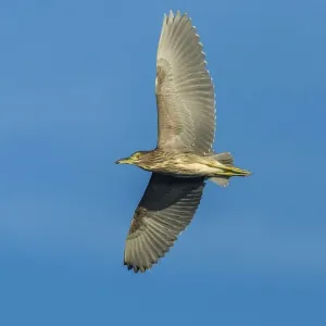 Black-crowned Night Heron -Nycticorax nycticorax-, Keoladeo National Park, Rajasthan, India Black-crowned Night Heron -Nycticorax nycticorax-, Keoladeo National Park, Rajasthan, India