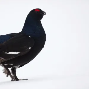 Black Grouse or Blackgame -Lyrurus tetrix, Tetrao tetrix-, Sweden, Scandinavia, Europe