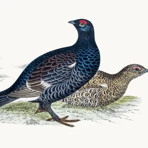 Black grouse game bird