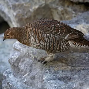 Black Grouse (Tetrao tetrix), hen, Alpine Zoo Innsbruck, Tyrol, Austria, Europe Black Grouse (Tetrao tetrix), hen, Alpine Zoo Innsbruck, Tyrol, Austria, Europe