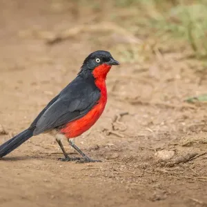 Black-headed Gonolek Print, Lake Mburo National Park, Uganda Black-headed Gonolek Print, Lake Mburo National Park, Uganda
