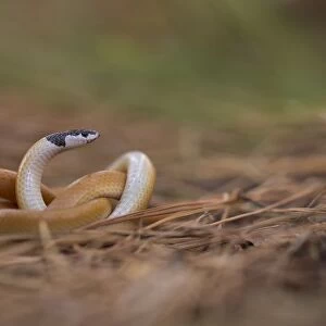 Black-headed ground snake