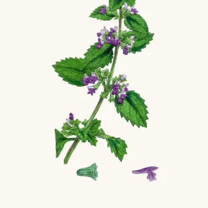 Black Horehound Plant Print, 1860s Illustration Black Horehound Plant Print, 1860s Illustration