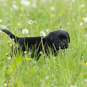 Black Labrador Retriever puppy walking through tall grass