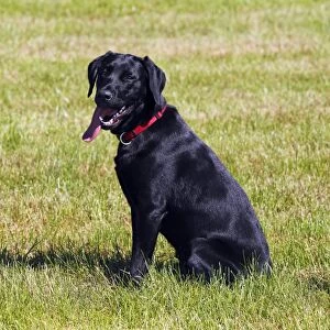 Black Labrador Retriever, young male dog, panting with tongue hanging out, dog sitting, obedience training