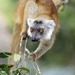 Black Lemur (Eulemur macaco), Madagascar, Africa
