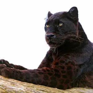 Black Leopard Print on Paper Black Leopard Print on Paper