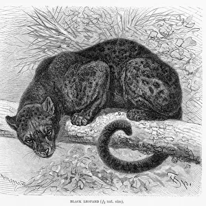 Black leopard engraving 1894