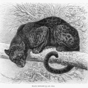 Black Leopard Print 1894 Engraving Black Leopard Print 1894 Engraving