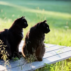 Two black long hair cats