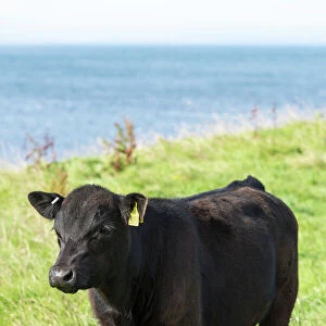 Black male Aberdeen Angus calf on a pasture on the north coast of Scotland, Caithness, Scotland, United Kingdom, Europe