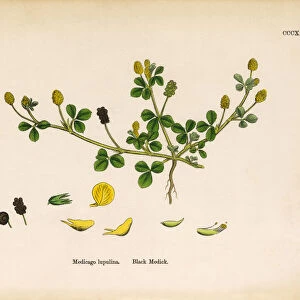 Black Medick, Medicago Lupulina, Victorian Botanical Illustration, 1863