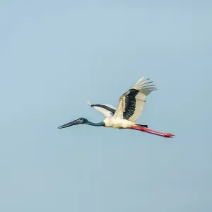 Black-necked Stork Print, Keoladeo National Park, Rajasthan Black-necked Stork Print, Keoladeo National Park, Rajasthan