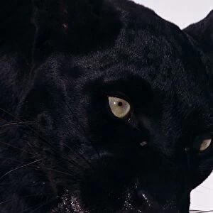 Black panther (Panthera pardus), close-up