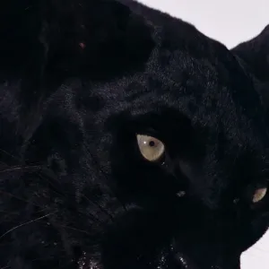 Black Panther Print: Close-up of a Black Leopard Black Panther Print: Close-up of a Black Leopard