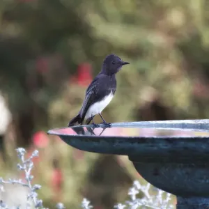 Le Phœbe noir Oiseau posé sur la baignoire d'oiseaux. Le Phœbe noir Oiseau posé sur la baignoire d'oiseaux.