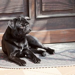 Black pug lying in front of the front-door in the sunshine