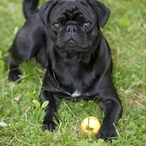 Black Pug lying on the grass and eating an apple