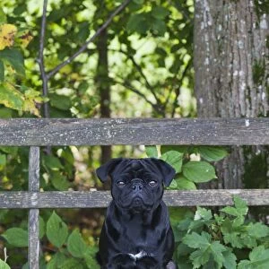Black Pug sitting on a weathered wooden bench