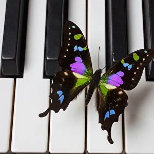 Black and purple butterfly