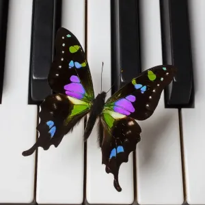 Black and purple butterfly Black and purple butterfly