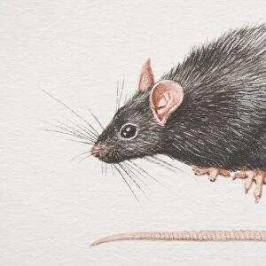 Black Rat (rattus rattus), side view