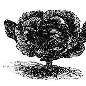Black-red Erfurt cabbage